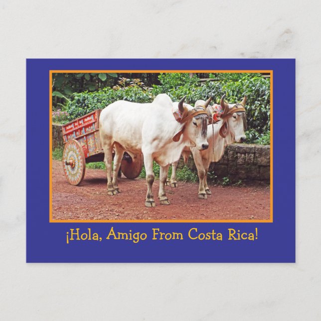 Carte postale de Costa Rica (bœufs & charrette à b (Devant)