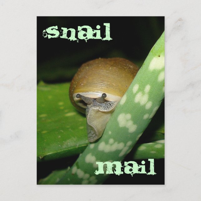 Carte postale de courrier électronique (Devant)