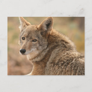 Carte postale de coyote