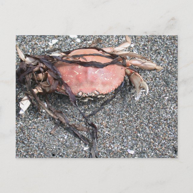 Carte postale de crabe (Devant)