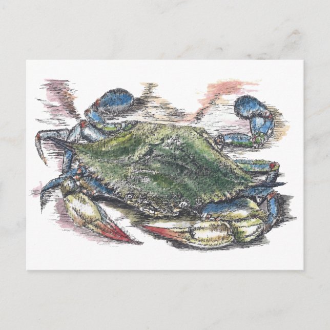 Carte postale de crabe bleu (Devant)