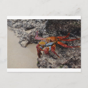 Carte postale de crabe des Galapagos colorés