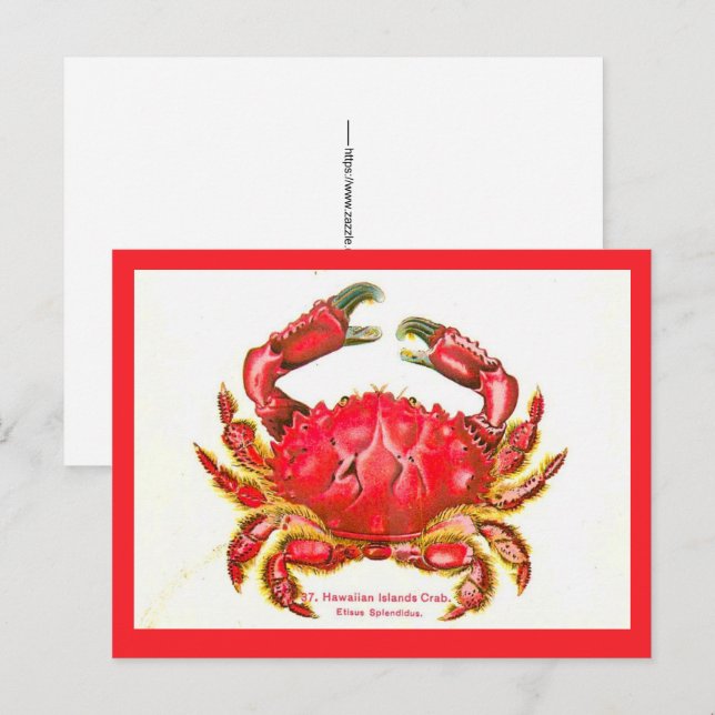 Carte postale de crabe des îles hawaïennes (Devant / Derrière)