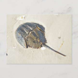 Carte postale de crabe en fer à cheval