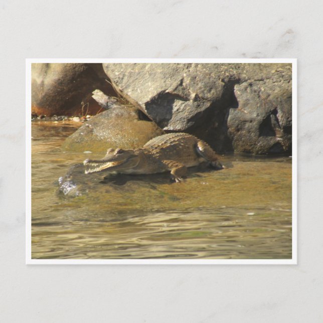 carte postale de crocodile d'eau douce (Devant)