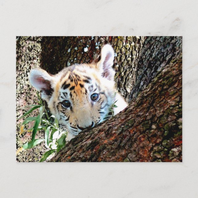 Carte postale de CUB de tigre (Devant)