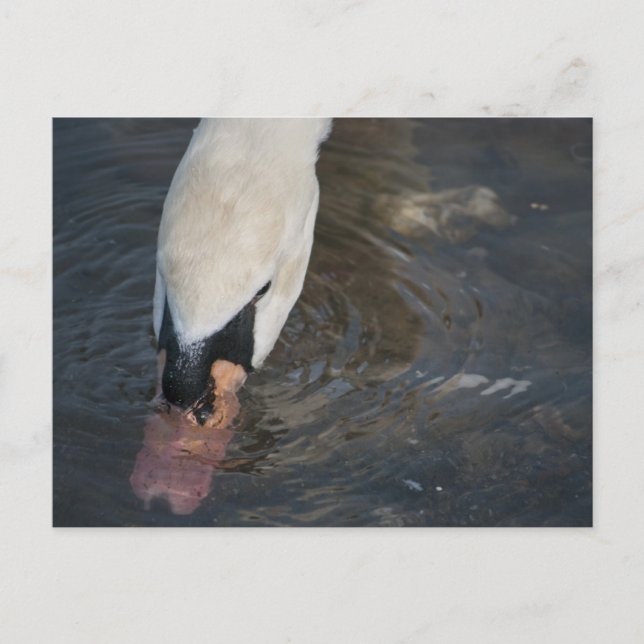 Carte postale de cygne (Devant)