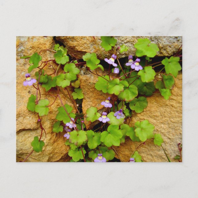Carte postale de Cymbalaria Muralis (Devant)