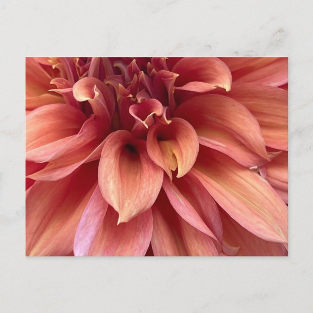 Carte postale de dahlia (Devant)