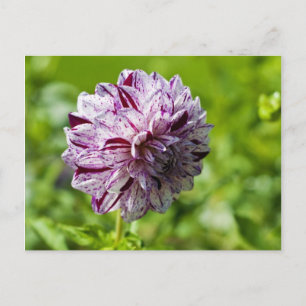 Carte postale de Dahlia Marble Ball