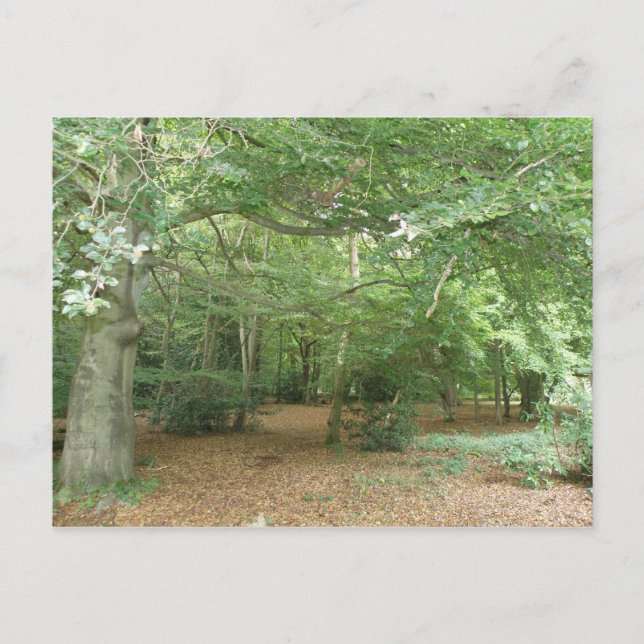 Carte postale de défrichement des bois (Devant)