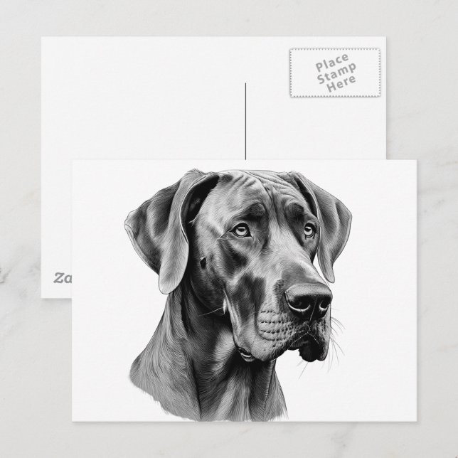 Carte postale de dessin de tête de Grand Danois (Devant / Derrière)