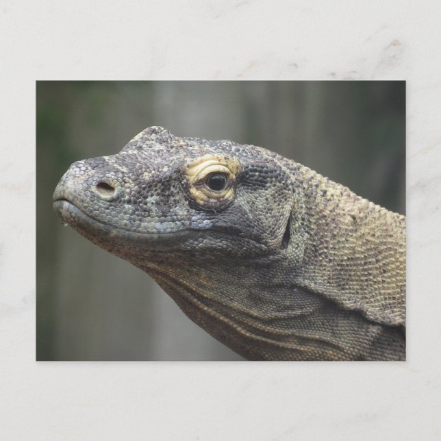 Carte postale de dragon de Komodo (Devant)