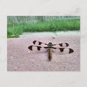 Carte postale de dragonfly Whitetail
