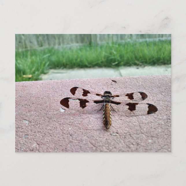 Carte postale de dragonfly Whitetail (Devant)