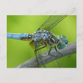 Carte postale de Drogonfly.