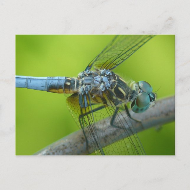 Carte postale de Drogonfly. (Devant)