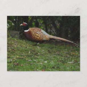 Carte postale de faisan