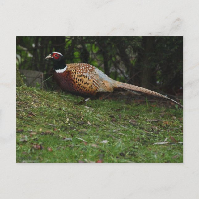 Carte postale de faisan (Devant)