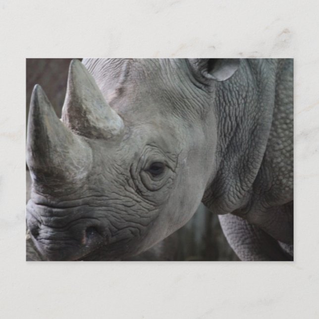 Carte postale de faits sur les rhinocéros (Devant)