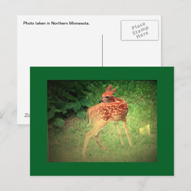 Carte postale de faon (Devant / Derrière)