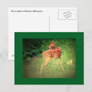 Carte postale de faon