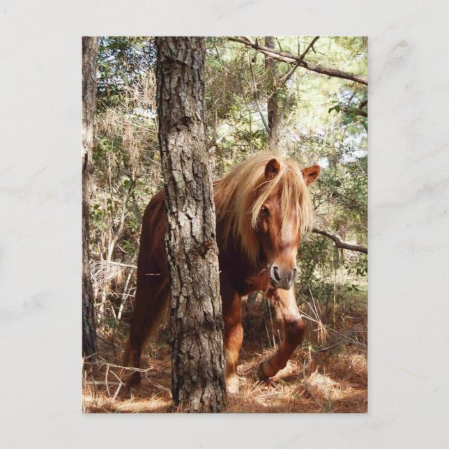 Carte postale de faune, cheval sauvage, île d'Assa (Devant)