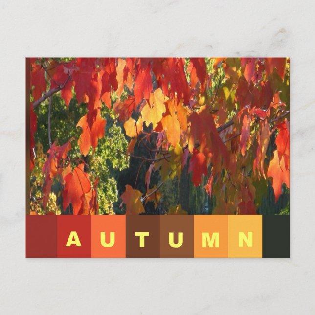 Carte postale de feuillage d'automne (Devant)