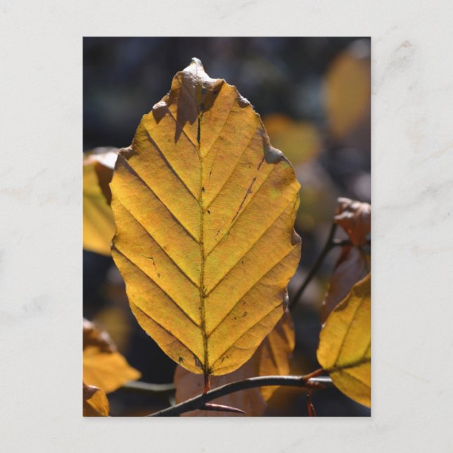 Carte postale de feuille d'automne (Devant)