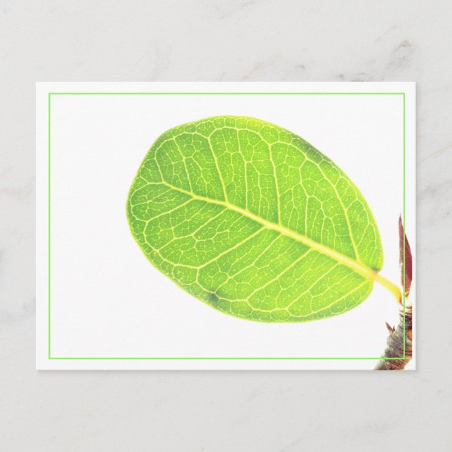 Carte postale de feuille verte riche de figue sauv (Devant)