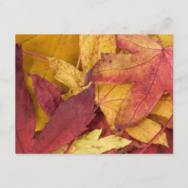 Carte postale de feuilles d'automne (Devant)