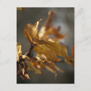 Carte postale de feuilles d'automne