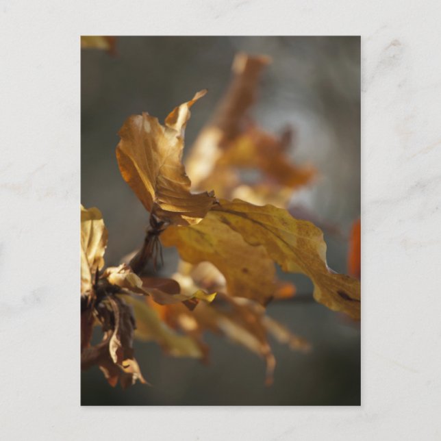 Carte postale de feuilles d'automne (Devant)
