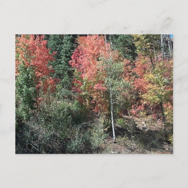 Carte postale de feuilles d'automne 2012 (Devant)