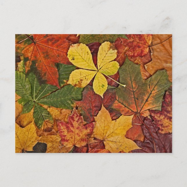 Carte postale de feuilles d'automne colorées (Devant)