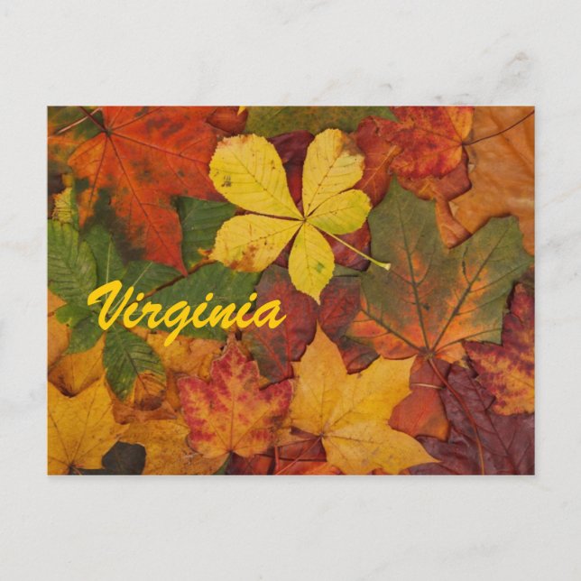 Carte postale de feuilles d'automne de Virginie (Devant)