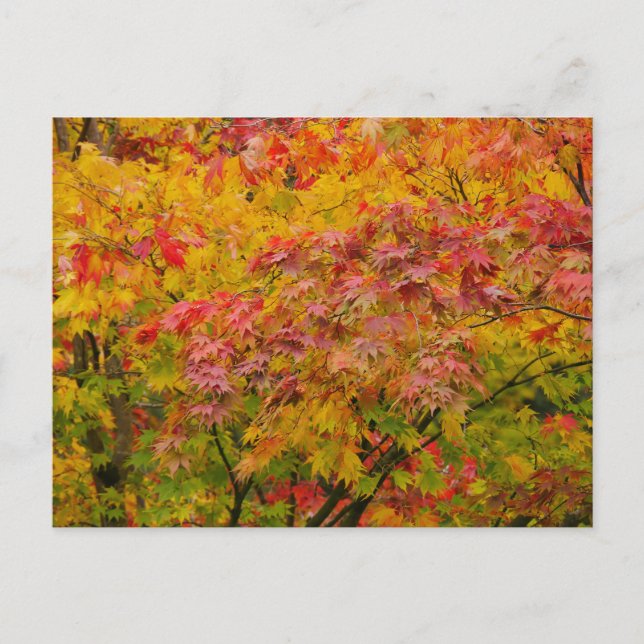 Carte postale de feuilles d'érable (Devant)