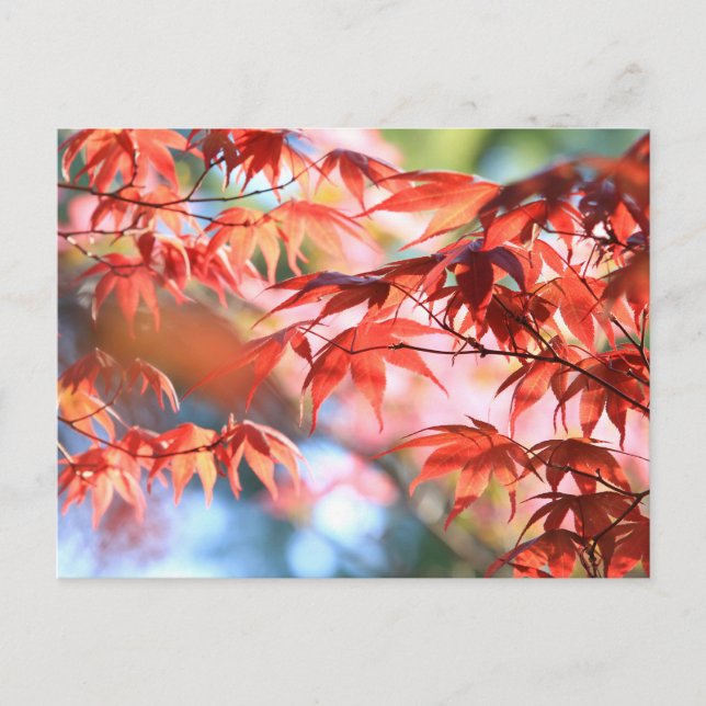 Carte postale de feuilles d'érable automnales sere (Devant)