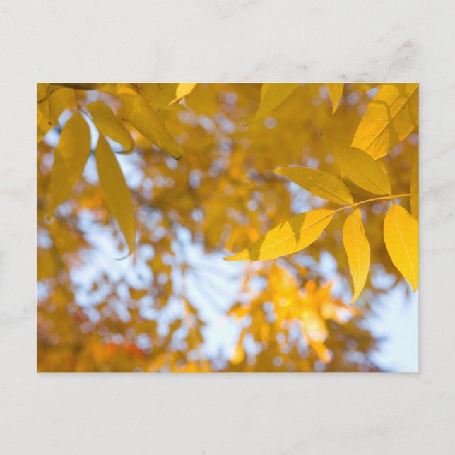 Carte postale de feuilles d'érable automnales sere (Devant)