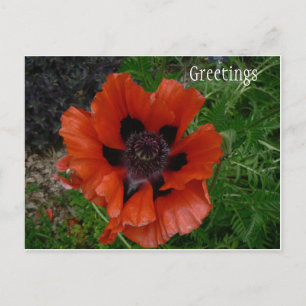 Carte postale de fleur