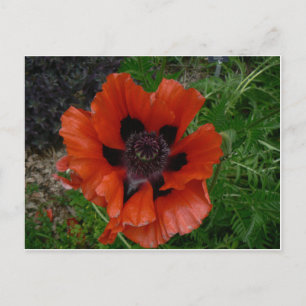 Carte postale de fleur