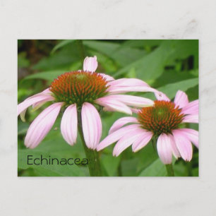 Carte postale de fleur botanique florale d'échinac
