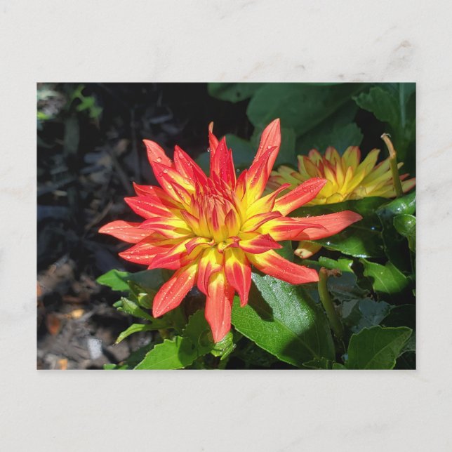 Carte postale de fleur Dahlia (Devant)