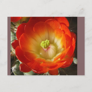 Carte postale de fleur de cactus