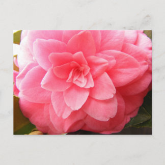 Carte postale de fleur de Camellia