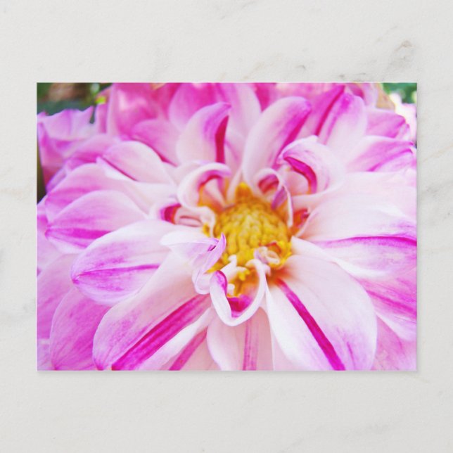Carte postale de fleur de dahlia rose blanc Jardin (Devant)