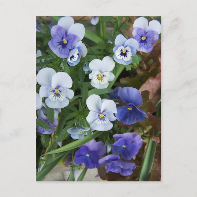 Carte postale de fleur de pensée violette (Devant)