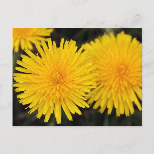 Carte postale de fleur de pissenlit jaune rustique (Devant)