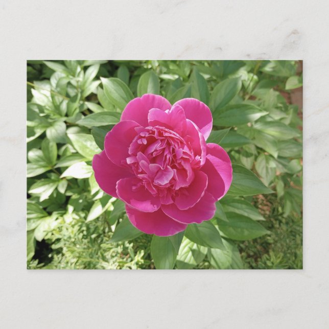 Carte postale de fleur de pivoine rose vibrant (Devant)