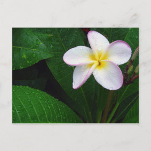 Carte postale de fleur de plumeria hawaïenne jaune